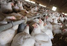 Processing for Antibiotic Free Production