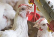Intra Multi-Des GA efficacy against Avian Influenza