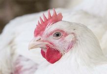 The importance of gut microbiota in chickens