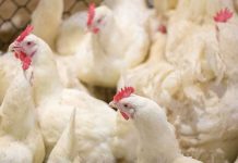 Low protein diets supplemented with glycine, glutamine or arginine for broilers
