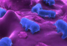 Reduction of Salmonella and Campylobacter on raw poultry