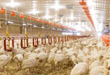 Pulmonary Nocardiosis in turkey poults