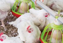Phytase efficacy in young turkeys versus young broilers