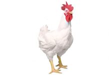 Cobb-Vantress Introduces Vantage™ Male