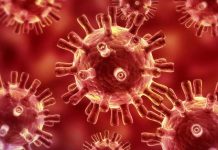 Pirbright’s livestock coronavirus research