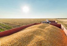 Corn milling efficiency and particle size effects on pullet growth performance