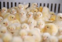 The importance of right incubation temperatures