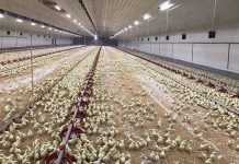 How can the poultry industry fight global warming while improving its bottom line?