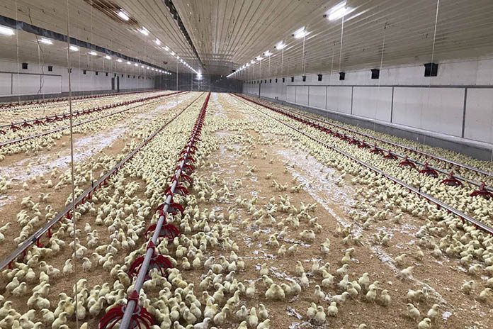 chicken poultry farm