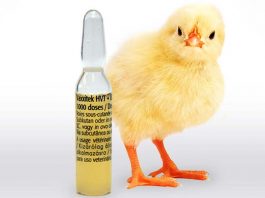 Where to buy poultry vaccines