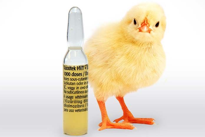 Boehringer Ingelheim’s U.S. launched a vaccine to protect poultry from