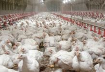 Ideal amino acids and chicken gut disturbance