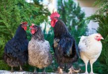 Test offers fast insight into chickens immunity