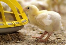 Effects of probiotic bacillus Amyloliquefaciens H57 on performance and intestinal microbiota of chickens