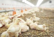 Meta-analysis of genetic parameters of feed conversion and related traits in chickens