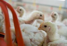 Research examines different dietary treatments for woody breast