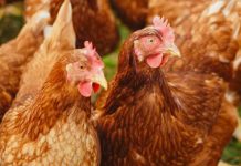 Bacteriological study of the eggs of laying hens housed in cage and floor