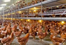 Benefits of non-synthetic, natural oregano essential oil in pullet rearing