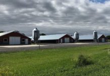 Delmarva’s chicken industry grows more slowly than rest of U.S.