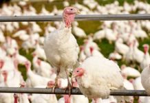 Enhancing turkey welfare one step at a time