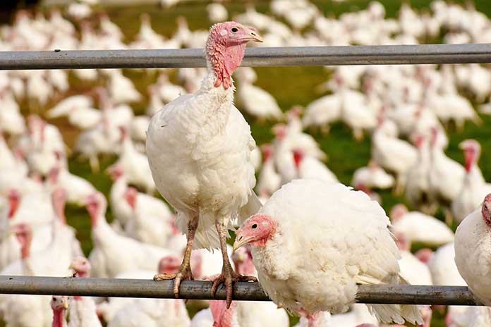 Enhancing turkey welfare one step at a time