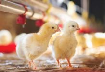 Prevention and control of biofilm in water line systems as part of biosecurity protocols