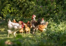 Chicken study probes resistance to food bug