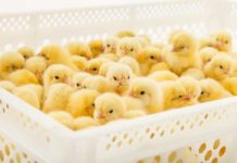 Optimal chick storage conditions with BioStreamer™ Chick-Store by Petersime