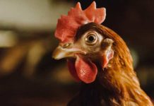 Two videos from its series emphasizing environmental stewardship on poultry and egg farms