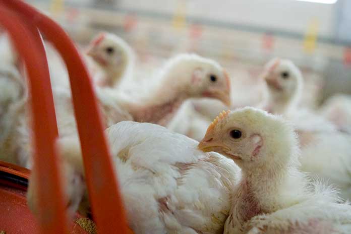 Broiler-Chickens-Woody-Breast