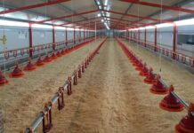 Giordano Poultry Plast: the optimal solution for any poultry feeding need