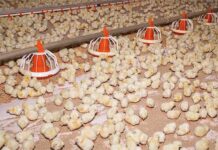 Broilers diets with high and low net energy but similar metabolisable energy