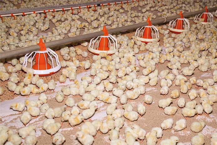 Broilers diets with high and low net energy but similar metabolisable energy  - Zootecnica International