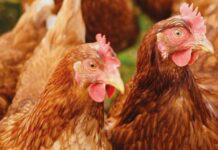 Egg bacteriological study