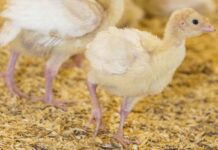 Researchers examine the role of APEC in turkey cellulitis