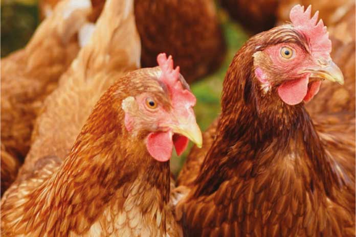Layer-Farming-eggs