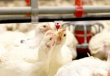 A shot of sunshine provided via the drinking water