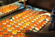 Early embryonic mortality