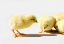 Hatchery-Breeder Clinic tackles challenges in hatchery operations and breeder management