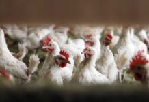 Montanide™ ISA 78 VG, a new powerful adjuvant for poultry vaccines