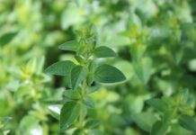 Development of coccidial vaccinal immunity is not impaired by feeding oregano essential oil