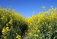 Phytic acid reduction in canola and camelina meals