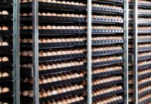 How can hatcheries lessen the impact of Covid-19?