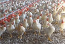 Pigs and chickens are not susceptible to SARS-CoV-2