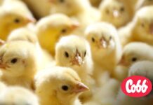 Cobb CAMEX Technical Team hosts regional webinar series on resiliency