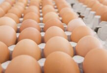 Pathogenesis of egg infections by Salmonella – First Part