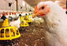 Roxell automatic feeding, the total solution for the intensive livestock industry