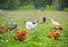 New board research initiative grant focused on animal welfare
