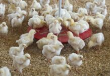 Evaluation of a novel slow-growing strain for chicken meat