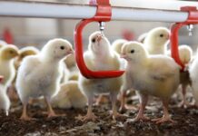 How an automatic flushing system can reduce the use of antibiotics